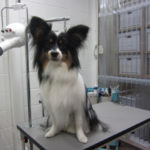 おすましパピヨン