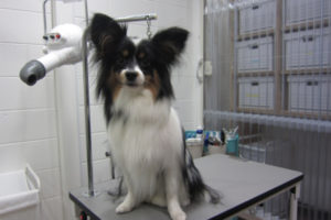 おすましパピヨン