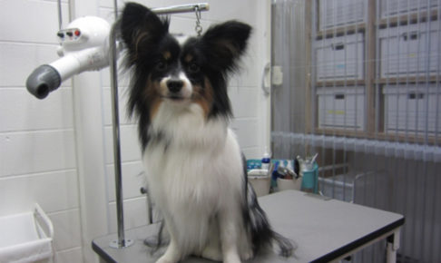 おすましパピヨン