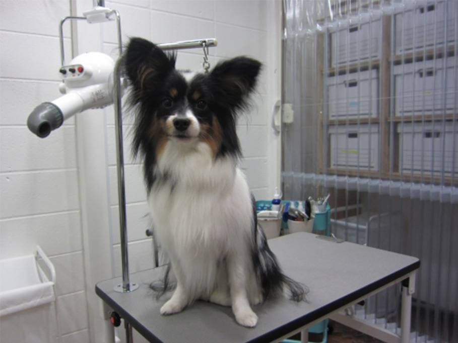 おすましパピヨン