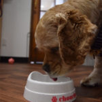 食べるコッカー