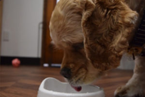 食べるコッカー