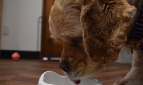 食べるコッカー