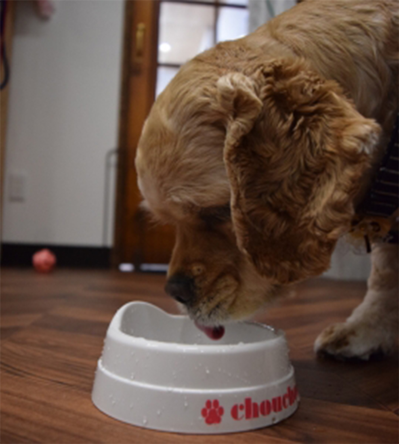 食べるコッカー