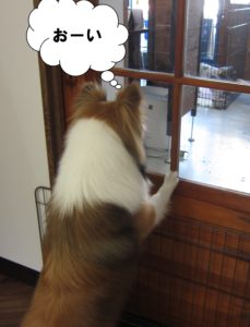 施術後シェルティー