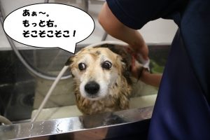 シャンプー中ミックス