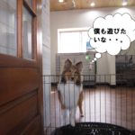 遊びたいシェルティー