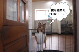 遊びたいシェルティー