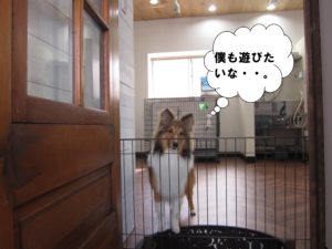 遊びたいシェルティー