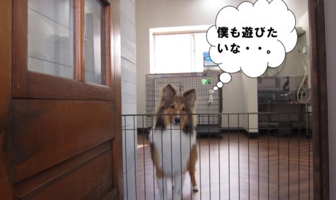 遊びたいシェルティー