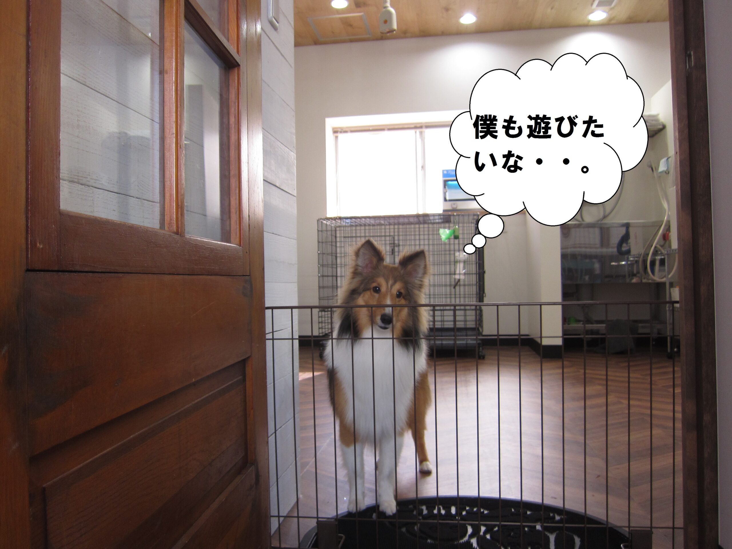 遊びたいシェルティー