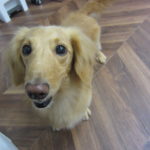 笑顔ミニチュアダックス