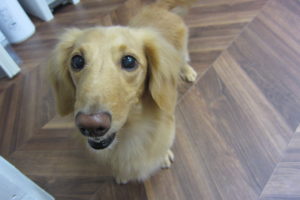 笑顔ミニチュアダックス