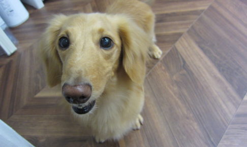 笑顔ミニチュアダックス