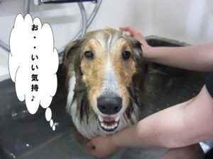 スパ中シェルティー