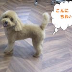 キョトントイプードル