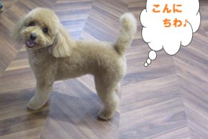 キョトントイプードル