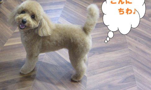 キョトントイプードル