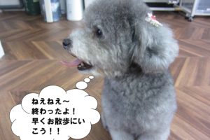 横顔トイプードル