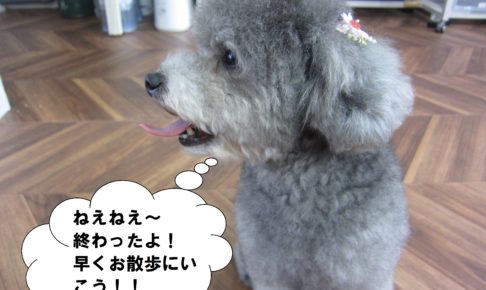 横顔トイプードル