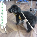 横からココちゃん