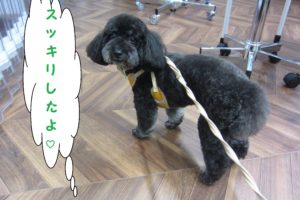 横からココちゃん