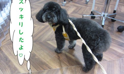 横からココちゃん