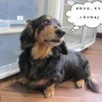 えっへんミニチュアダックス