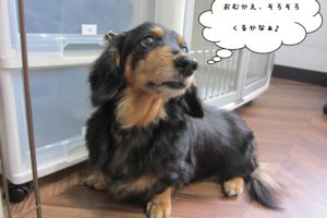 えっへんミニチュアダックス