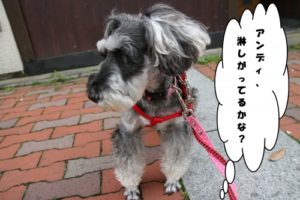 お散歩中Mシュナ