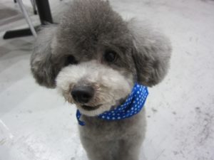 施術後トイプードル
