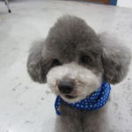 おすましトイプードル