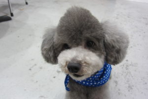 おすましトイプードル