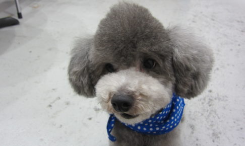 おすましトイプードル