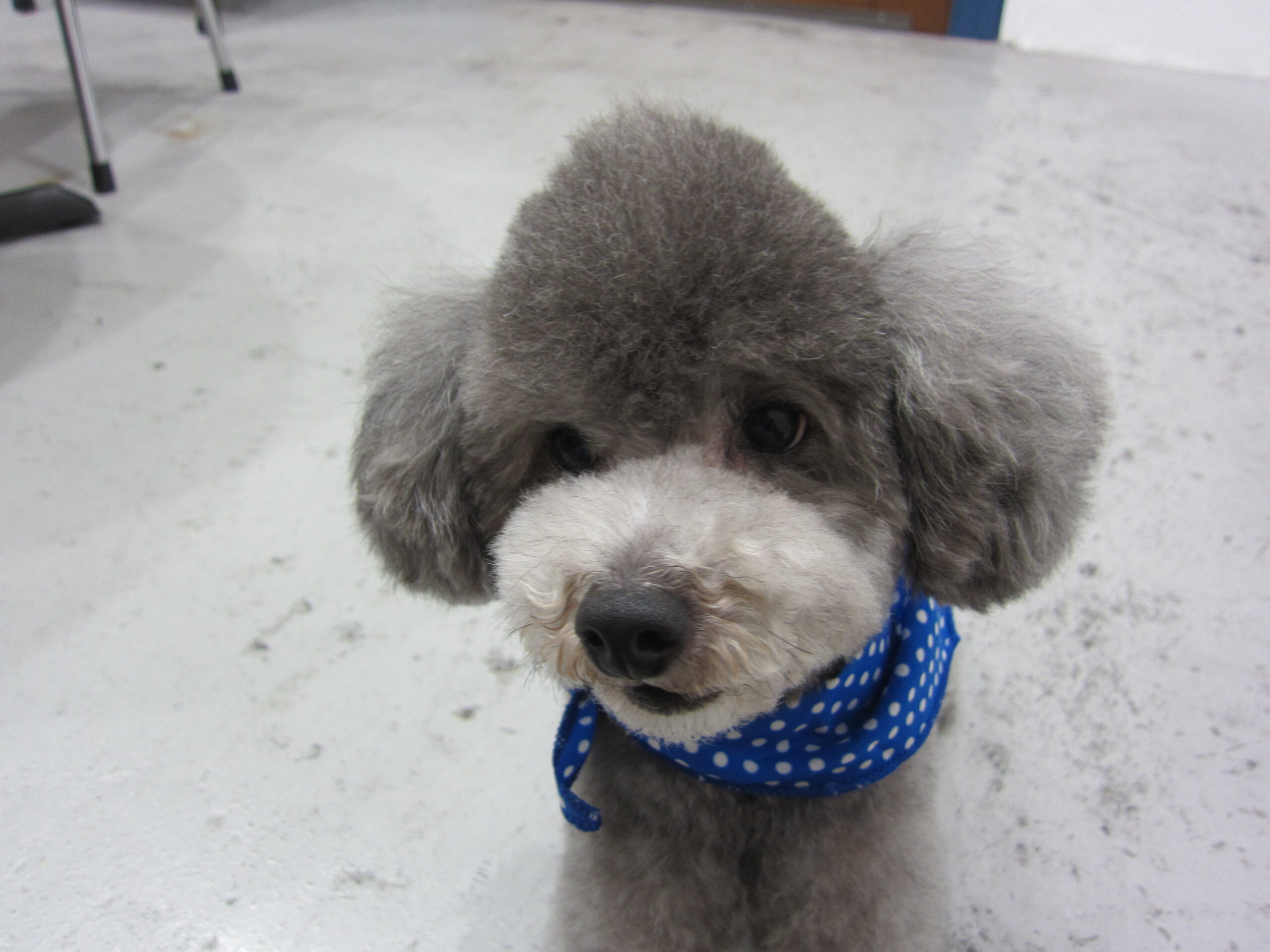 おすましトイプードル