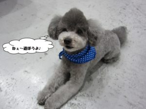 くつろぎトイプードル