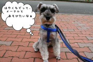 えっへんMシュナ