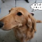 アップミニチュアダックス