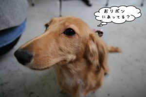 アップミニチュアダックス