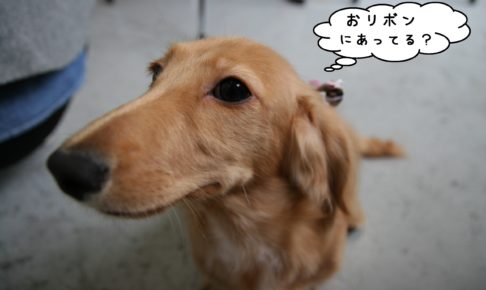 アップミニチュアダックス