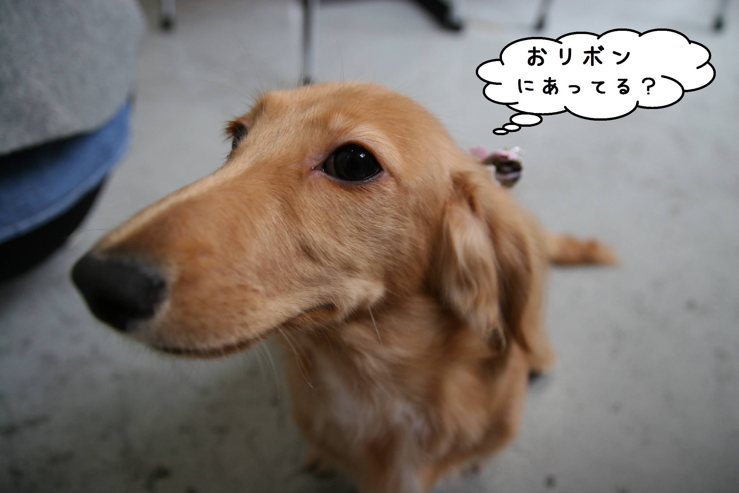 アップミニチュアダックス