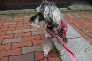 お散歩中Mシュナ