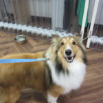 笑顔シェルティー