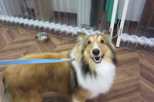 笑顔シェルティー