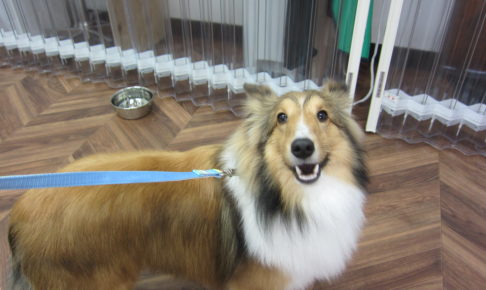 笑顔シェルティー