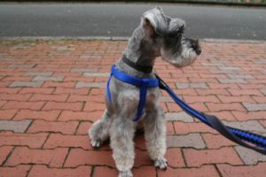 お散歩中Mシュナ