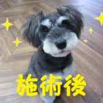 おすましミニチュアダックス