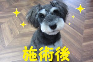 おすましミニチュアダックス