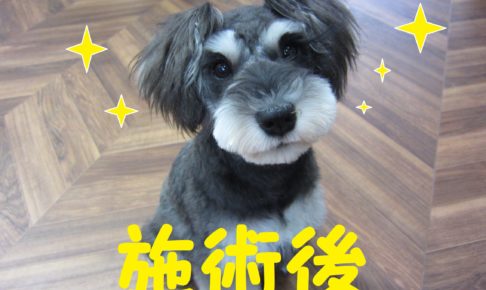 おすましミニチュアダックス