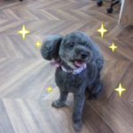 キラキラトイプードル